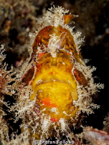Curious George. Frogfish - Antennarius sp. Chaloklum, Tha... by Stefan Follows 